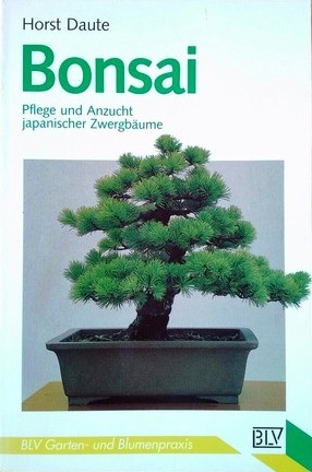 bonsai mauerstein Pinus thunbergii
